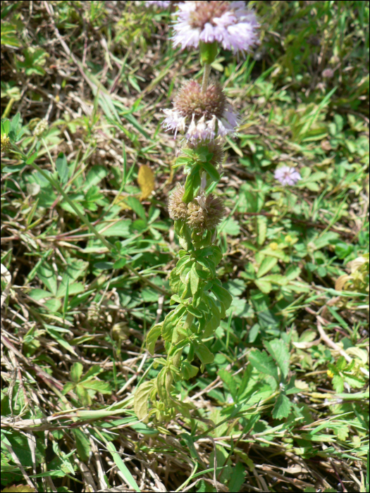 Mentha aquatica