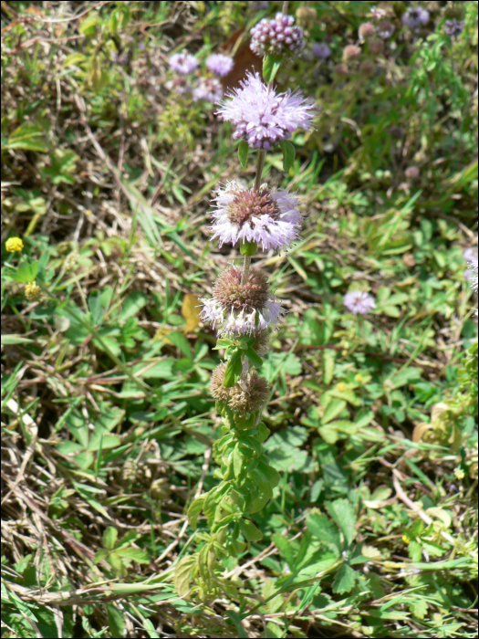 Mentha aquatica