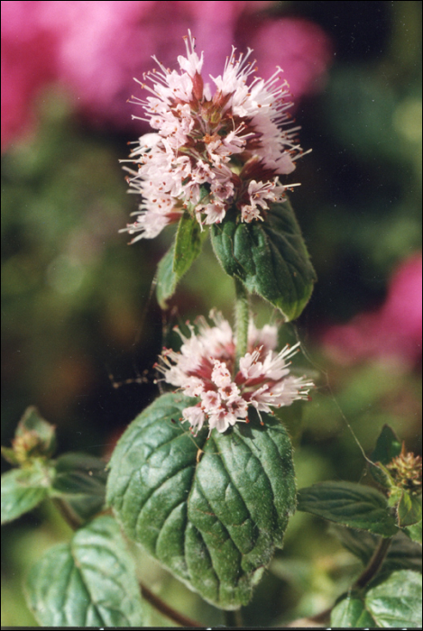 Mentha aquatica