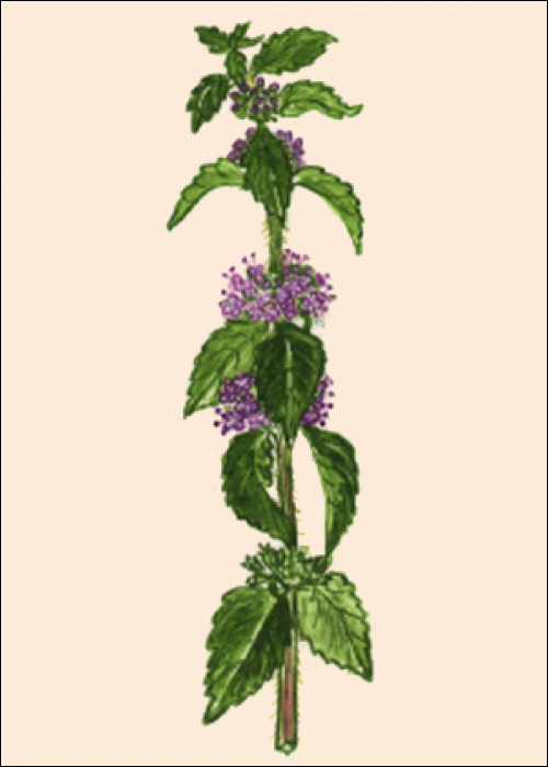 Mentha arvensis L.