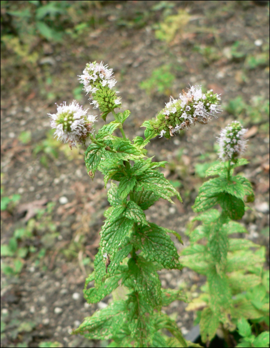 Mentha longifolia Huds - Mentha silvestris L.