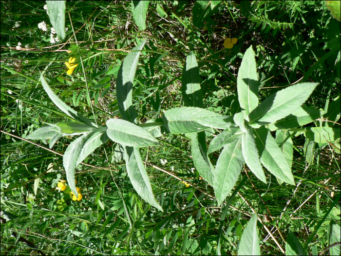Mentha longifolia Huds - Mentha silvestris L.
