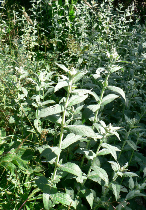 Mentha longifolia Huds - Mentha silvestris L.