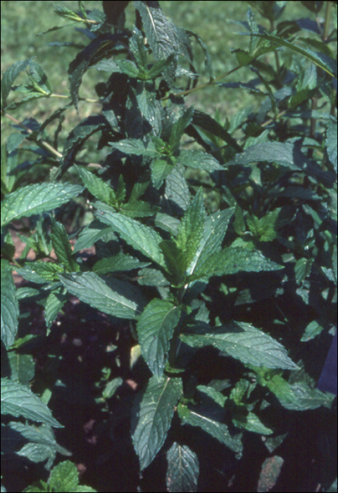 Mentha piperita