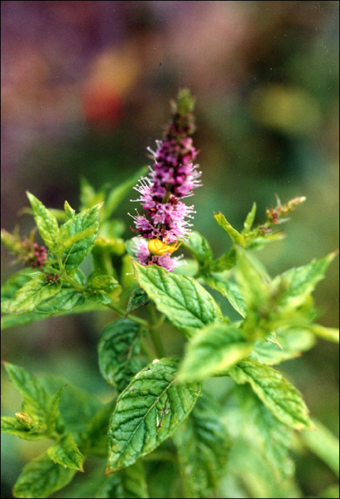 Mentha piperita