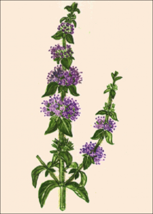 Mentha pulegium L.