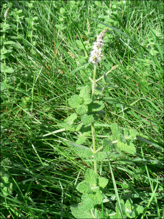 Mentha suavolens Ehrh. (=M. rotundifolia)