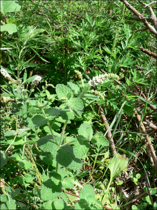 Mentha suavolens Ehrh. (=M. rotundifolia)