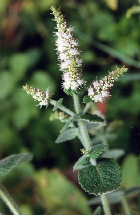 Mentha suavolens Ehrh. (=M. rotundifolia)