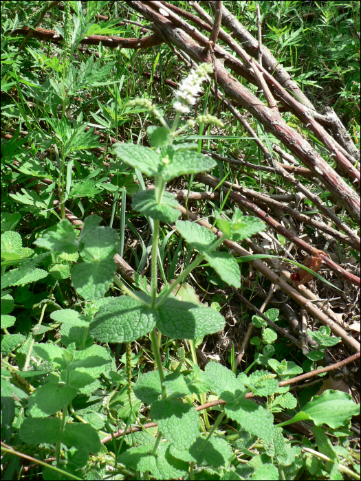 Mentha suavolens Ehrh. (=M. rotundifolia)