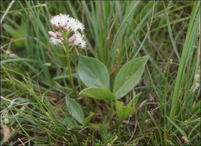 Menyanthes trifoliata L.