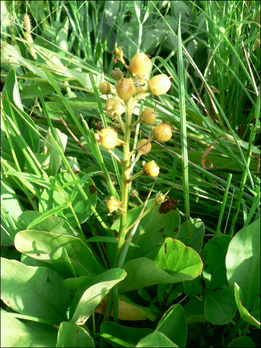 Menyanthes trifoliata L.