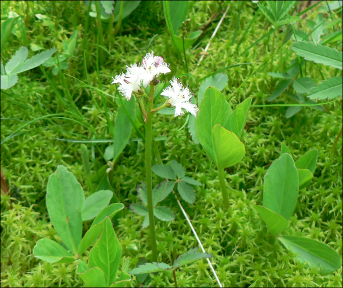 Menyanthes trifoliata L.