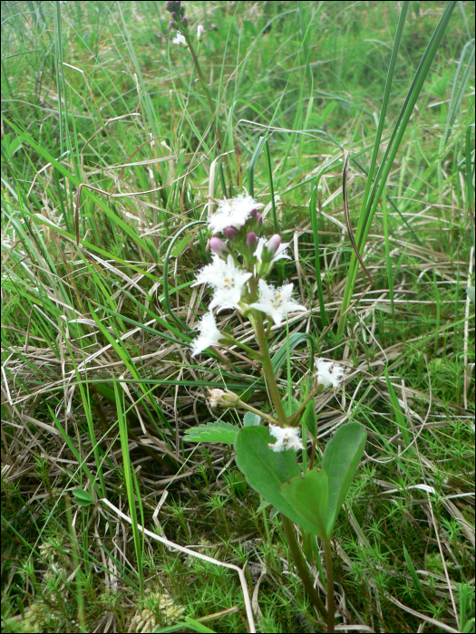 Menyanthes trifoliata L.