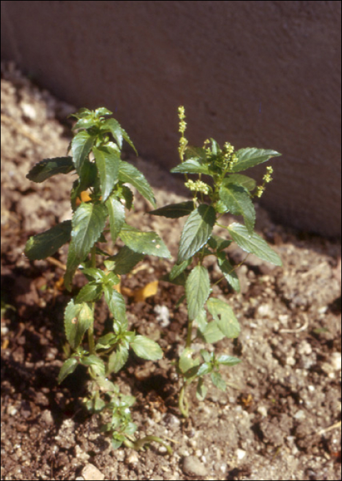 Mercurialis annua L.