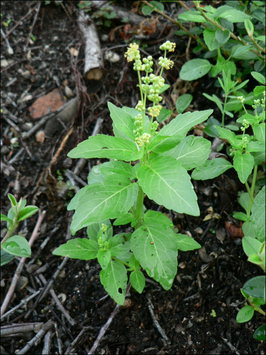 Mercurialis annua L.