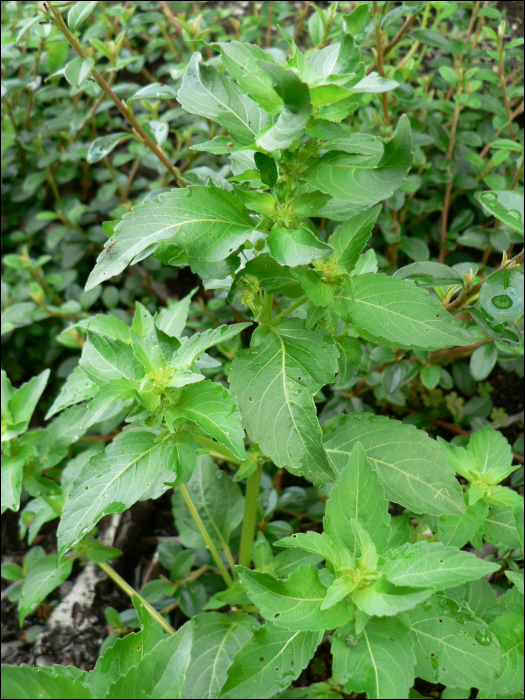 Mercurialis annua L.