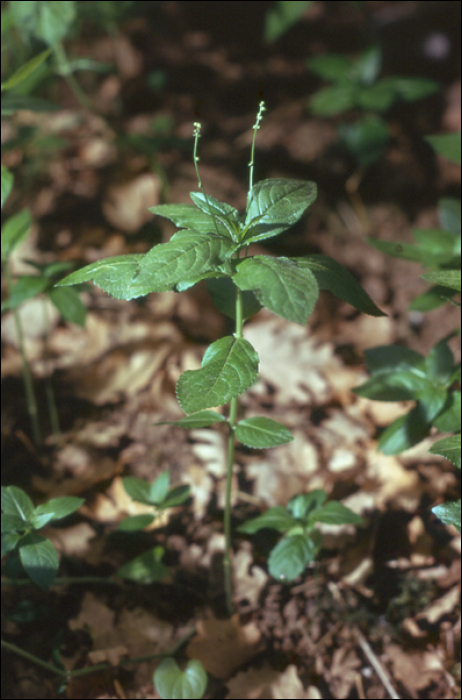 Mercurialis perennis L.