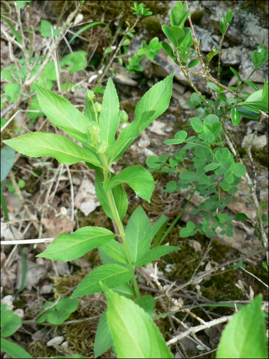 Mercurialis perennis L.