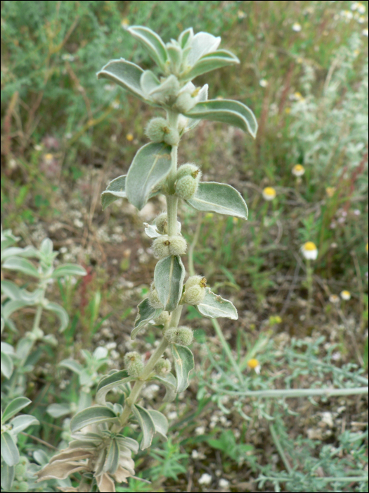 Mercurialis tomentosa