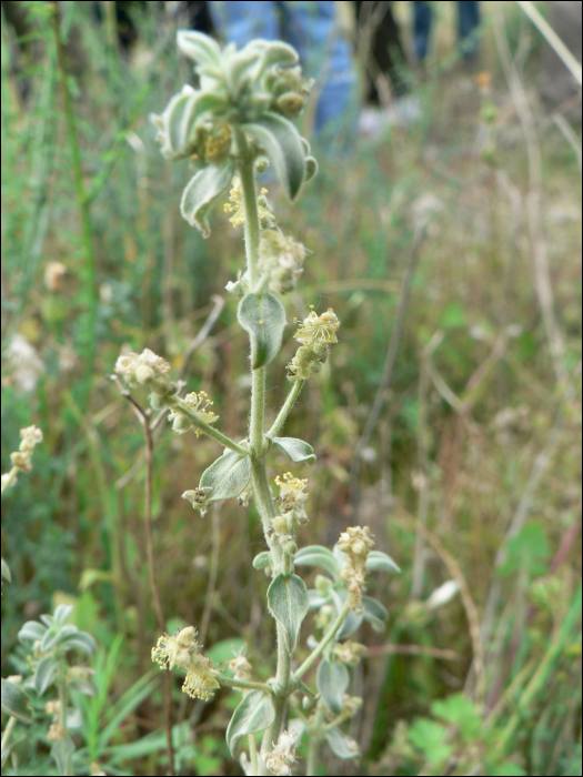 Mercurialis tomentosa