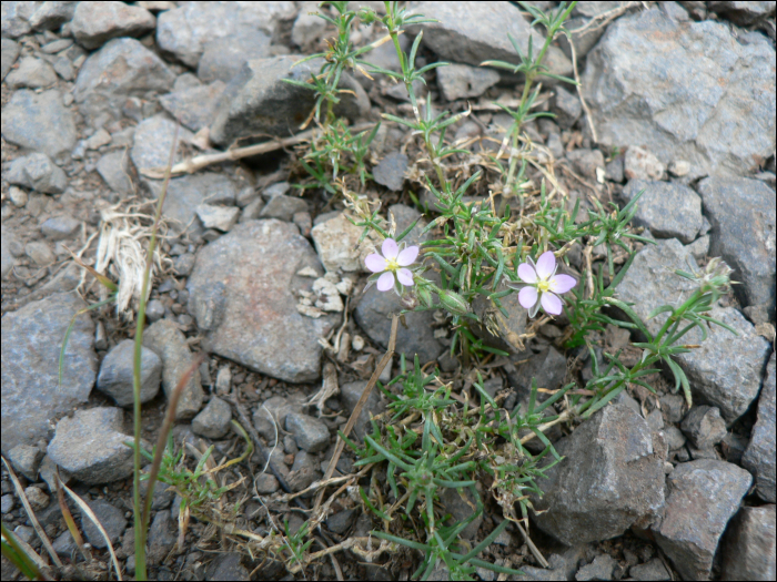 Minuartia hybrida