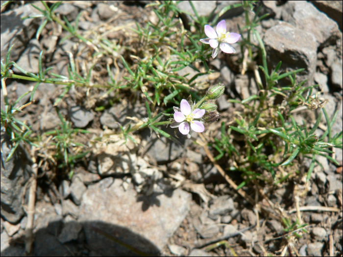 Minuartia hybrida