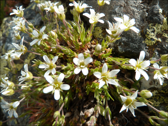 Minuartia verna