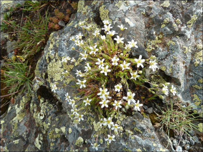 Minuartia verna