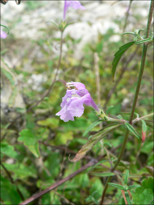 Misopates orontium (=Antirrhinum orontium)