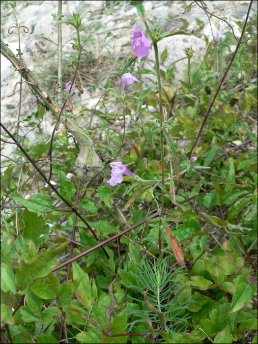 Misopates orontium (=Antirrhinum orontium)