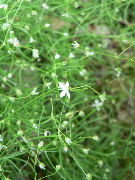 Moerhingia muscosa