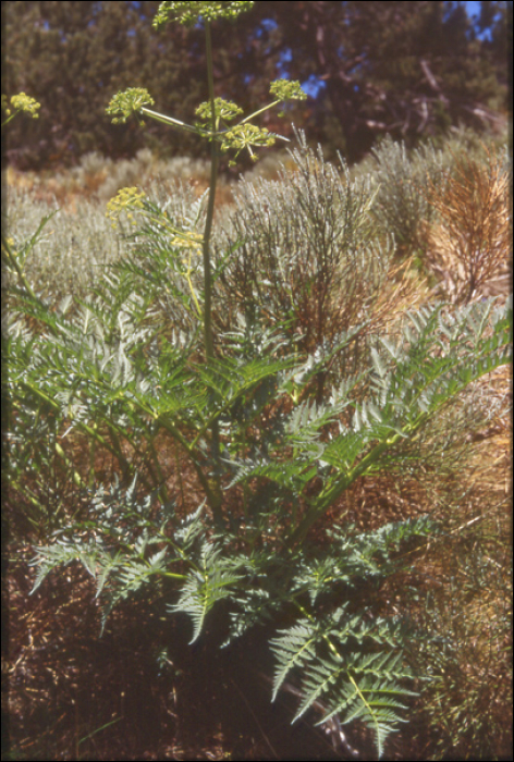 Molopospermum peloponnesiacum (L.)