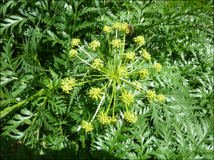 Molopospermum peloponnesiacum (L.)