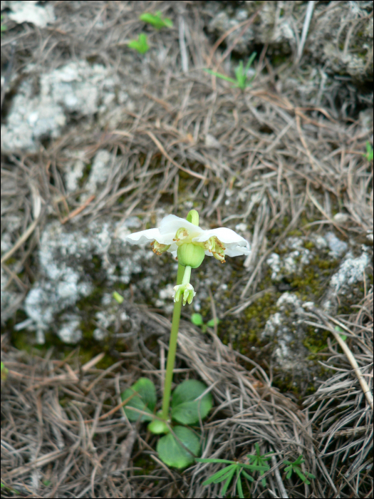 Moneses uniflora (L.) (=Pyrola uniflora)