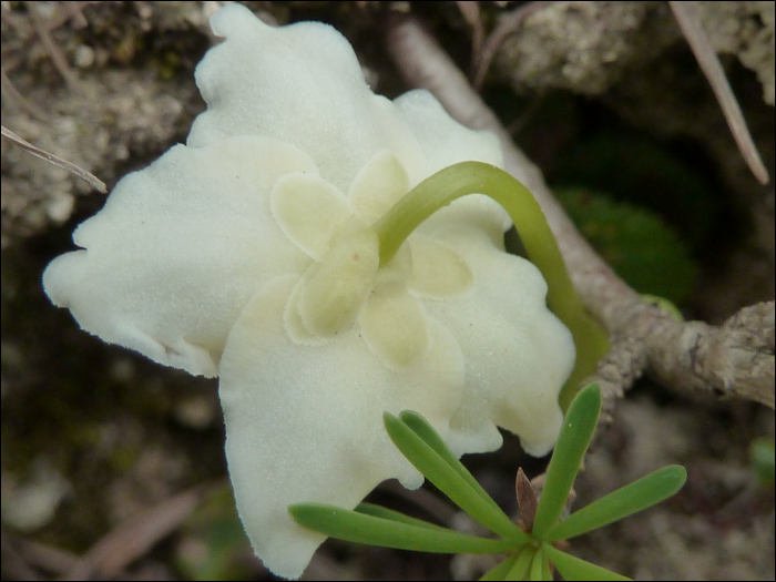 Moneses uniflora (L.) (=Pyrola uniflora)