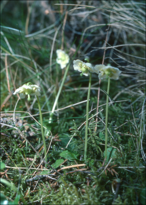 Moneses uniflora (L.) (=Pyrola uniflora)