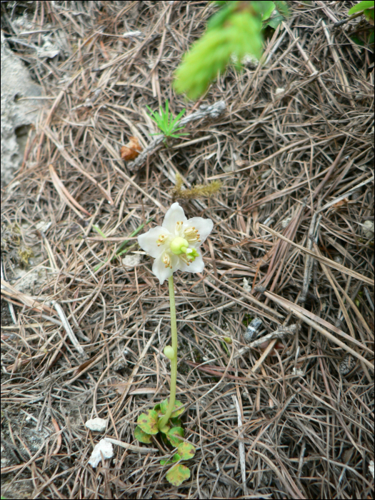 Moneses uniflora (L.) (=Pyrola uniflora)