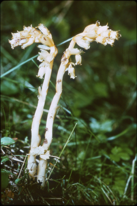 Monotropa hypopitys L.