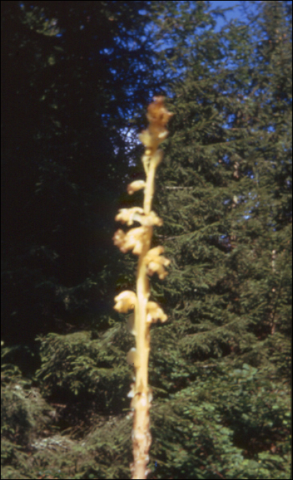 Monotropa hypopitys L.