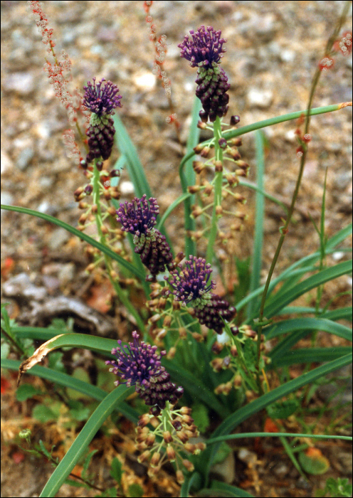 Muscari comosum Mill.