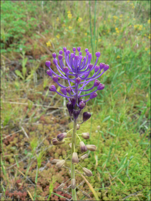 Muscari comosum Mill.