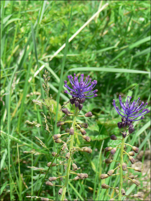 Muscari comosum Mill.