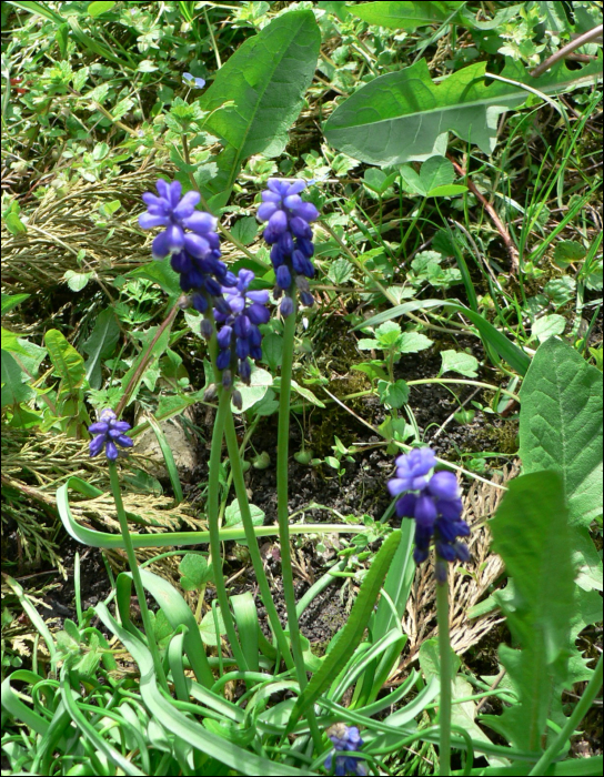 Muscari neglectum Ten (=M. racemosum)