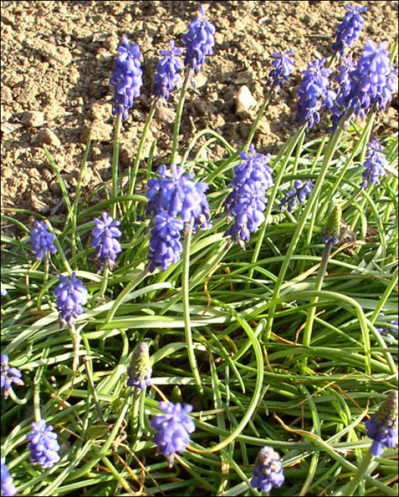 Muscari neglectum Ten (=M. racemosum)