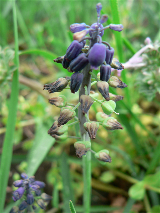 Muscari neglectum Ten (=M. racemosum)