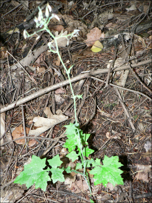 Mycelis muralis Dumort. (=Lactuca muralis)