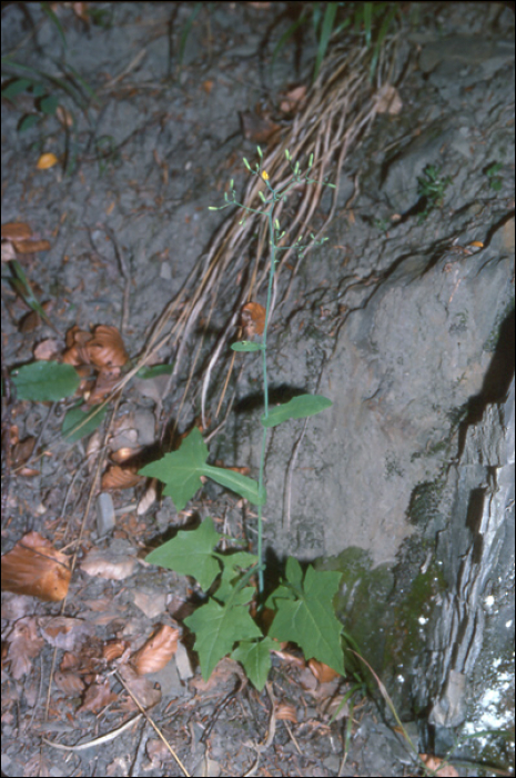 Mycelis muralis Dumort. (=Lactuca muralis)