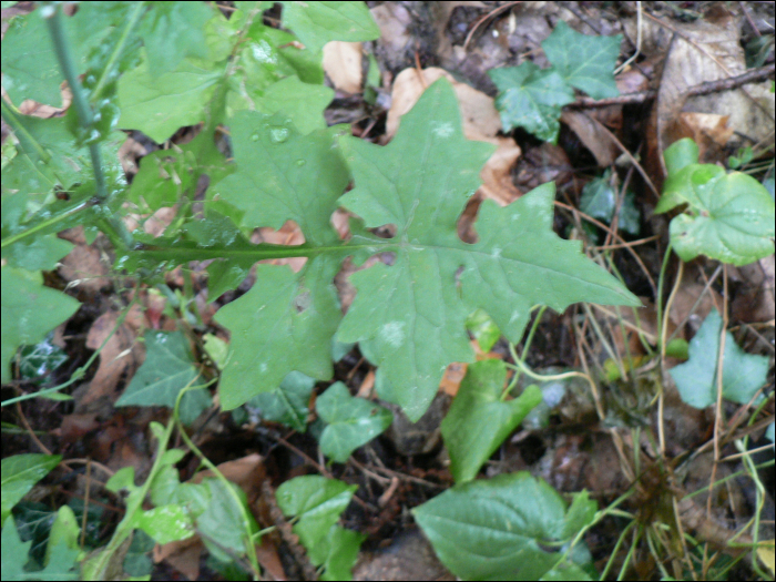 Mycelis muralis Dumort. (=Lactuca muralis)