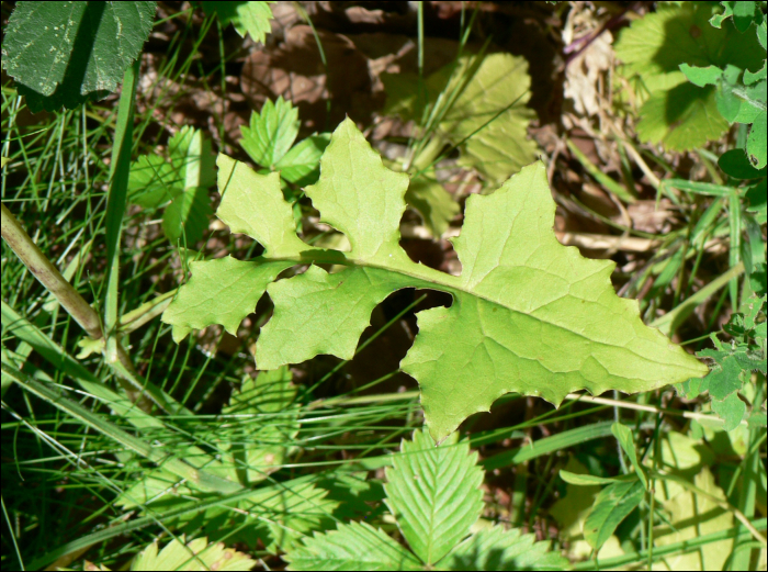 Mycelis muralis Dumort. (=Lactuca muralis)